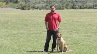 Newfoundland Dog Behavior : Dog Behavior & Training