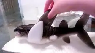 Ginormous grow shark part 3