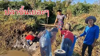 บ่าวน้ำ วิ่งใส่ปลาจนตกหนอง