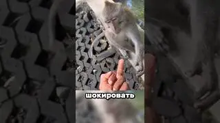 Три способа шокировать обезьяну