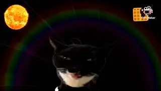 The cat wonders what's in the dark 