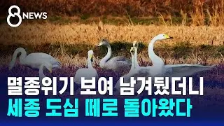멸종위기 보여 남겨뒀더니…세종 도심 떼로 돌아왔다 / SBS 8뉴스