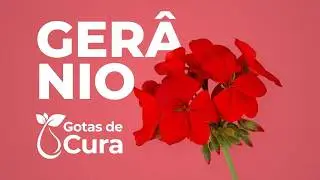 Conhe&ccedil;a o &Oacute;leo de Ger&acirc;nio