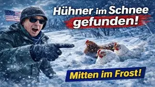 Minus 20 Grad in den USA – drei Hühner im Schnee gefunden | Rettung in letzter Minute