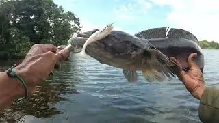 top water explosions / giantsnakehead
