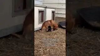 Rettung FR&Uuml;HZEITIG beendet!😳