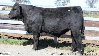 Lot 42 Woonallee Slam Dunk S095 (P)