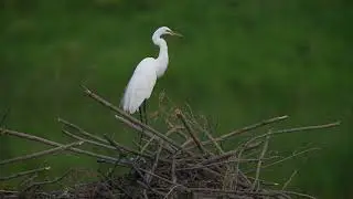 North American Great Egret preens on Beaver lodge while Great blue Heron hunts on northern USA pond