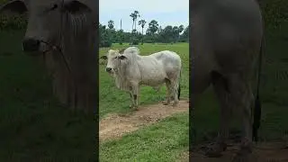 big ox #cow #adoreble #animalfarming #animals #adorably #cattlefarming #farming #livestockfarming
