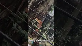 Zoo🐅&hearts;️#tiger #discovery #zoo #animals #anime #malaysia #english #travel #viral #shorts #viralshort