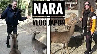 ON A ADOPTÉ DES CERFS AU JAPON ! | NARA, KANSAI, JAPON VLOG