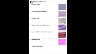 Histology Lab Photo Quiz Flashcards