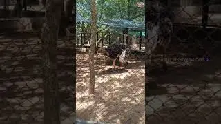 Guindy National Park Chennai Guide 🦚 | Timings, Entry Fee & Top Attractions | #SmileForeverVlogs🧿