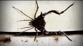 Harvestmen (Opiliones order of arachnids )
