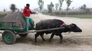 Jhota takatvar 