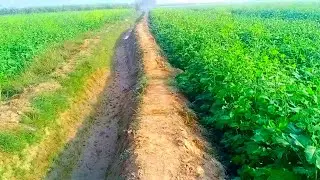 beautiul view of canola and wheat crop