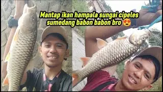 FULL STRIKE HAMPALA BABON ‼️ Casting hampala sungai Cipeles Sumedang