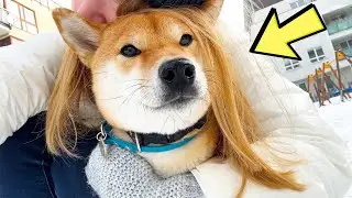 LONG HAIRED SHIBA INU DOG ?! ❓❗️ [LIVING IN POLAND] 2023