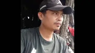 PROSES BUDIDAYA PENANAMAN TANAMAN SERAI BANGKO @samsulrijal 