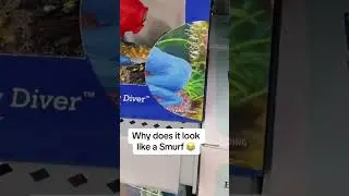 Weird pet products at Walmart #aquarium