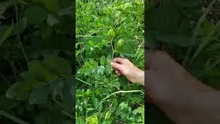 ТАЙНОЕ РАСТЕНИЕ ЭЛИТЫ СОЮЗА.