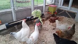 Good Morning!!!! Chicken Coop Cam