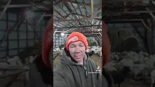 Farmer makes sheep sleep on cold bedding instead of a heated floor?