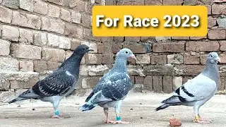 Racing pigeons Chicks For Race 2023 by Star Loft | Racing pigeons 2021| Kalapati 2021