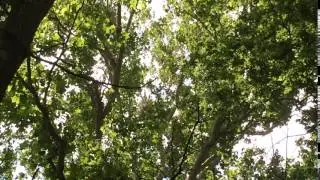 Heron Rookery Sounds