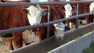 Olsen Ranch in Banner County a longtime leader in Hereford breeding