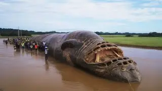Este Nuevo Hallazgo Aterrador en la Selva Amaz&oacute;nica HA ASUSTADO A LOS CIENT&Iacute;FICOS!