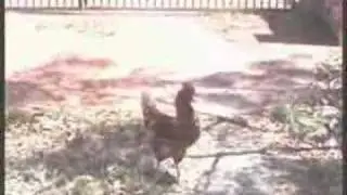Killer Chickens - The Movie