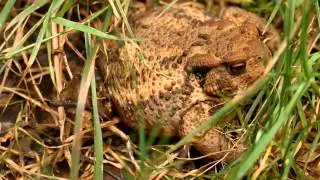 Erdkr&ouml;te (Nahaufnahme) | European Toad (Close-up view)