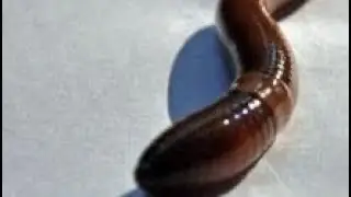 Worm! Fun worm video educational Worm video for kids learn about Worms