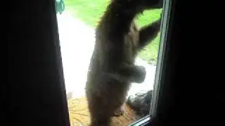 Bear knocking at the door