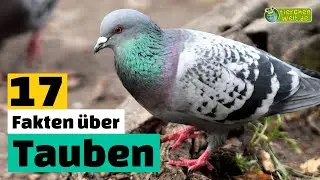 17 Steckbrief-Fakten &uuml;ber Tauben - Doku-Wissen &uuml;ber Tiere - f&uuml;r Kinder