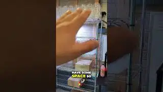 Setting Up My Fish Breeding Station: Step-by-Step Guide