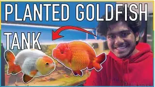 Unboxing Fancy RANCHU Goldfish for my Planted Aquarium!