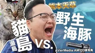 貓島VS.野生海豚？熊本天草【湯島玩貓・日本賞海豚】九州之旅ft.AverMedia AM133麥克風《阿倫去旅行》