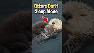Why Otters Sleep Holding Hands (Cute Nature Habits)