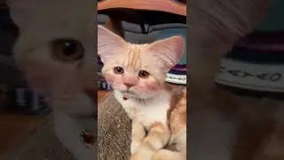 Big ears #cat #scottishstraightcat