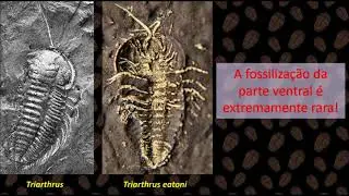 Olenoides AnaEva
