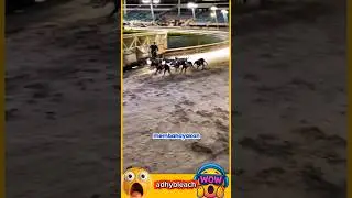 Orang di Balik Finis Balapan Anjing Greyhound #shorts