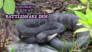 Journey To A Timber Rattlesnake Den