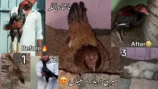 Pray for my rooster😭🙏 mara sara breeder k shonk kara//jin k breeder jalad a jaia gi inshallah 😍