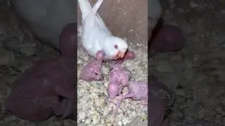 Red Eye Budgies Breeding Progress 2025 || Australian budgies parrot 🐣 || Love birds
