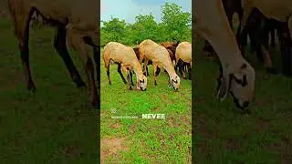 #animals #love #song #sheep #kurma #trending #family #foryou #love #youtube #edit