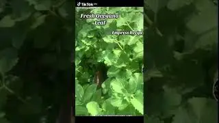 Oregon leaf