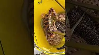 Video of catching sea fish Crab video #fishing #crab #catching