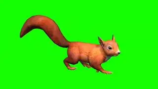 Squirrel Walk Green Screen Background | Green Screen Squirrel | Green Screen Video